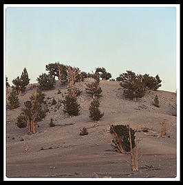 Ancient Bristlecone Pine Forest.  California's White Mountains.