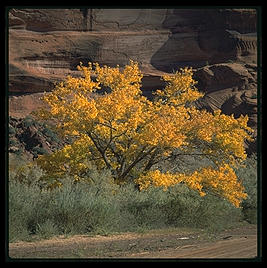 Canyon de Chelly (northeast Arizona).