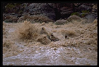 Reenactment of Powell's trip.  Lava Falls.  Grand Canyon National Park.  August 1999.