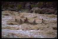 Reenactment of Powell's trip.  Lava Falls.  Grand Canyon National Park.  August 1999.