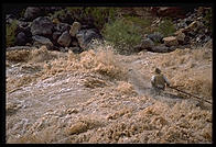 Reenactment of Powell's trip.  Lava Falls.  Grand Canyon National Park.  August 1999.