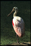 Roseate Spoonbill. Corkscrew Swamp Sanctuary. SW Florida