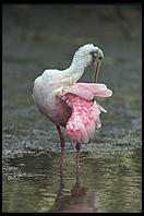 Roseate Spoonbill, Ding Darling Wildlife Refuge, Sanibel Island, Florida