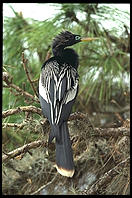 Venice Rookery.  SW Florida.