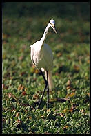 Corkscrew Swamp Sanctuary. SW Florida