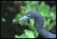 Corkscrew Swamp Sanctuary. SW Florida