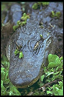 Alligator. Corkscrew Swamp Sanctuary.  SW Florida