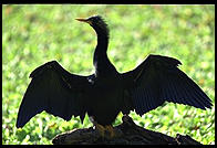 Anhinga. Corkscrew Swamp Sanctuary. SW Florida