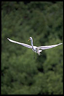 Venice Rookery. SW Florida